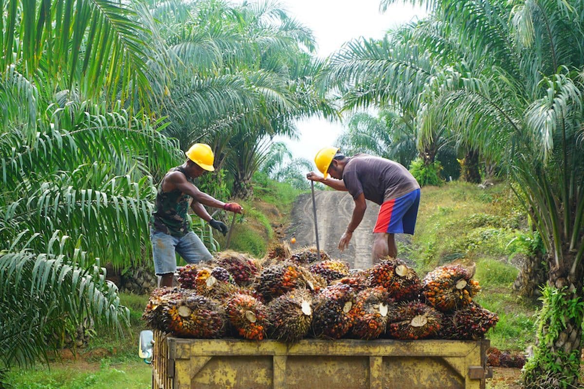 Industri Kelapa Sawit Indonesia Kian Menguat, Jadi Tulang Punggung Ekonomi Nasional