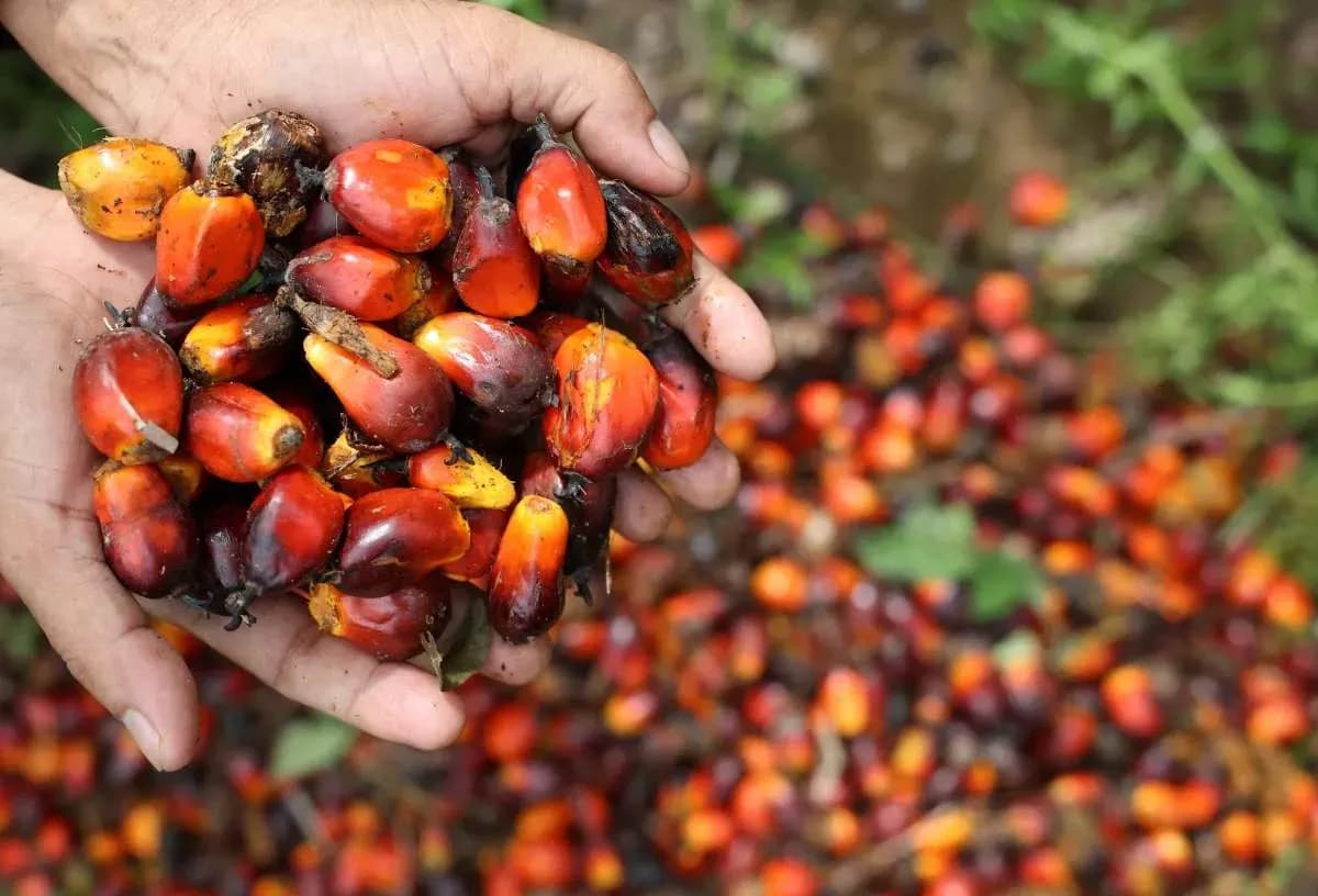 Harga CPO Rebound, Emiten Sawit Siap Panen Cuan Hingga 2027