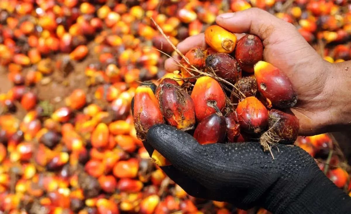 Jelang Imlek dan Ramadan, Harga Minyak Sawit Naik