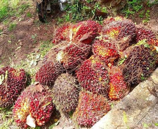 GAPKI Dorong Pemerintah Perjuangkan Tarif 0 Persen untuk Ekspor Sawit ke AS