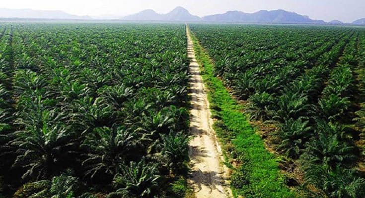 ISPO Jadi Senjata Diplomasi Sawit, Pemerintah Perkuat Posisi CPO Indonesia di Pasar Global