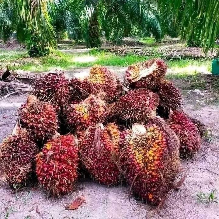 Produksi Sawit Sumsel Turun hingga 50%, Harga TBS Justru Meroket