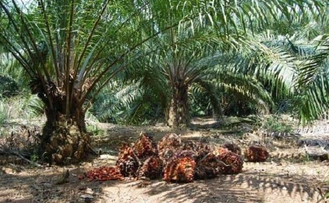 Dampak El Nino Belum Usai, Produksi Sawit Astra Agro Lestari Tertekan