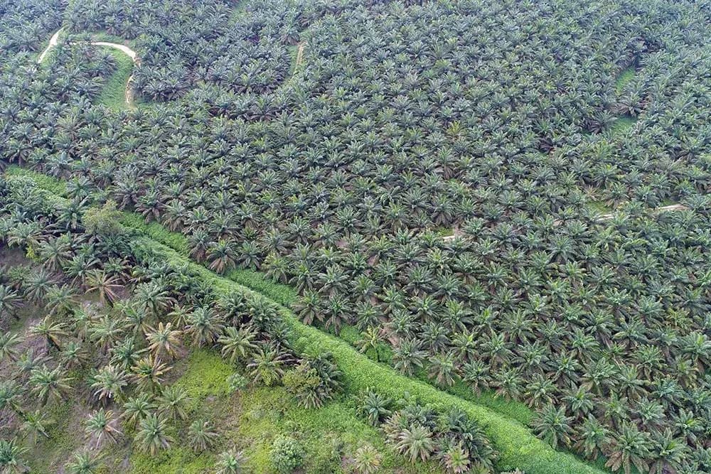 Bisakah Sawit dan Kelestarian Hutan Berjalan Bersama? Ini Strategi Indonesia