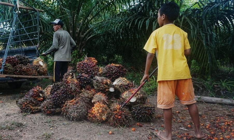 Sawit Indonesia Dikampanyekan Negatif Karena Diduga Mempekerjakan Anak-Anak, Begini Bantahan GAPKI 