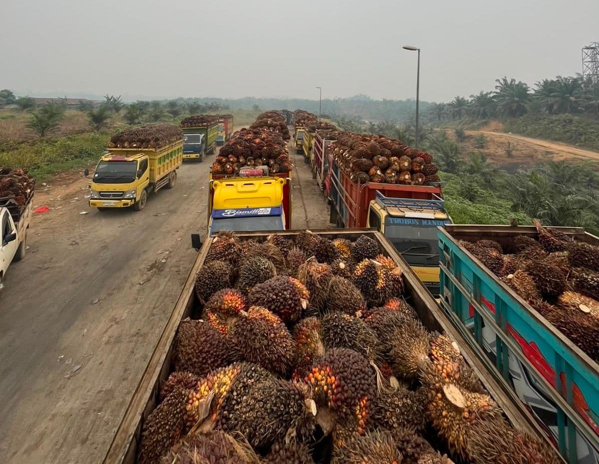 PKS Wilayah Timur Kalbar Batasi Penerimaan TBS, Petani Antre hingga 4 Hari