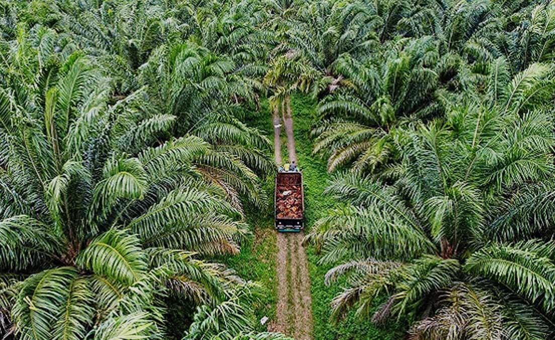 Kadin Ungkap Sawit Jadi Pilar Utama Perekonomian Kotim