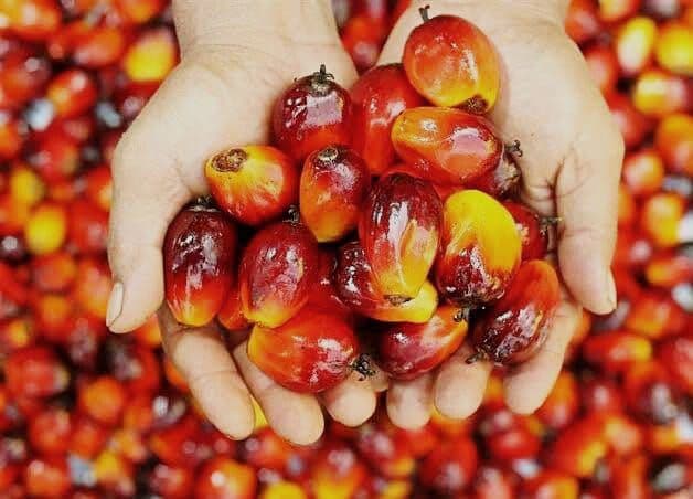 Harga TBS Kelapa Sawit Swadaya di Riau Periode 26 November – 2 Desember 2025 Naik