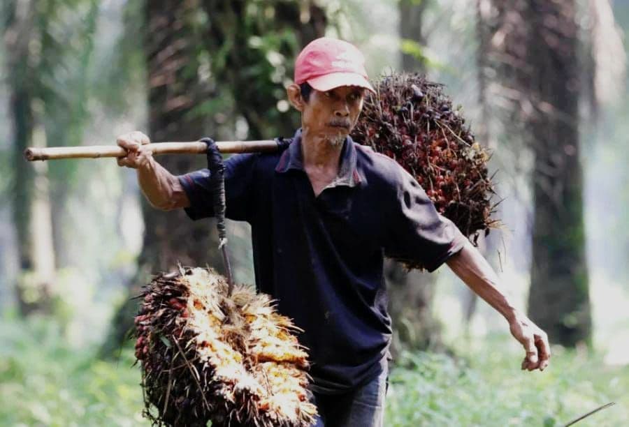 PP 45/2025 Ancam Masa Depan Petani Sawit PIR, Pemerintah Diminta Tinjau Ulang 