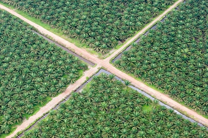 Legalitas Lahan Sawit di Indonesia, Hanya Kawasan Hutan Produksi yang Boleh Dikonversi