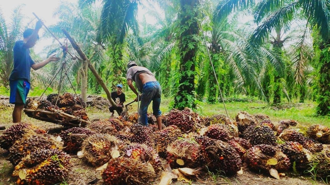 RSPO Ungkap Keberlanjutan Sawit Tak Hanya Berdasarkan Sertifikasi, Tapi Juga Dampak di Lapangan