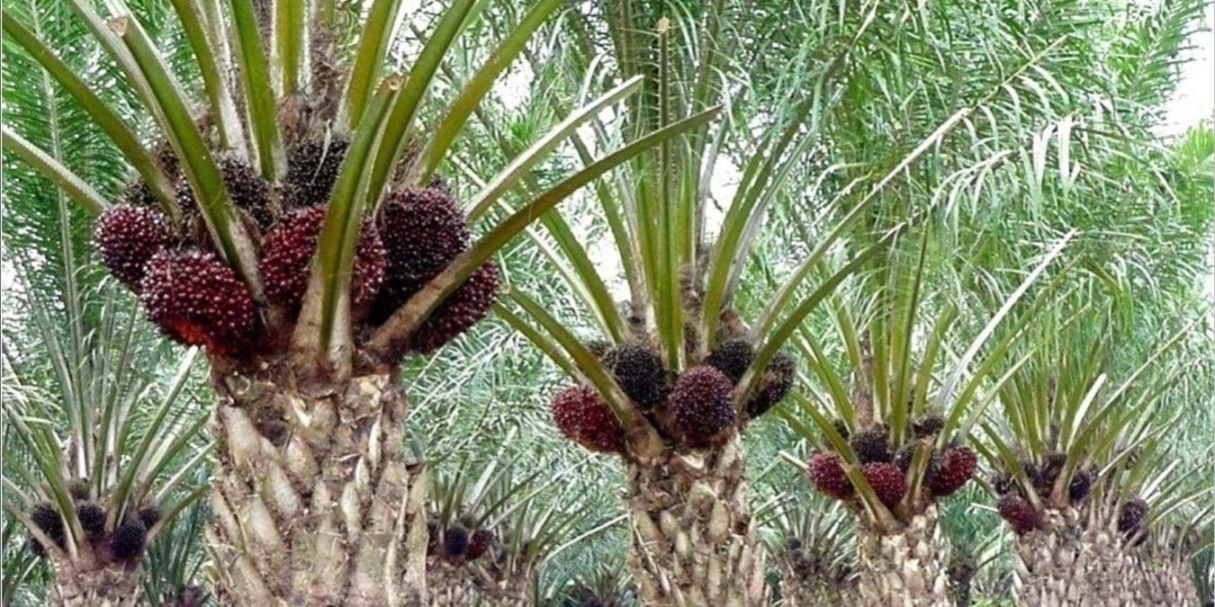 Banyak yang Tidak Tahu, ini Keunggulan Kelapa Sawit Dibanding Tanaman Minyak Nabati Lainnya