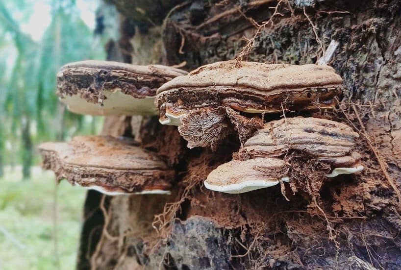 Penyakit Busuk Pangkal Batang Sawit Tersebab Ganoderma Jadi Momok Bagi Petani, Begini Gejalanya 