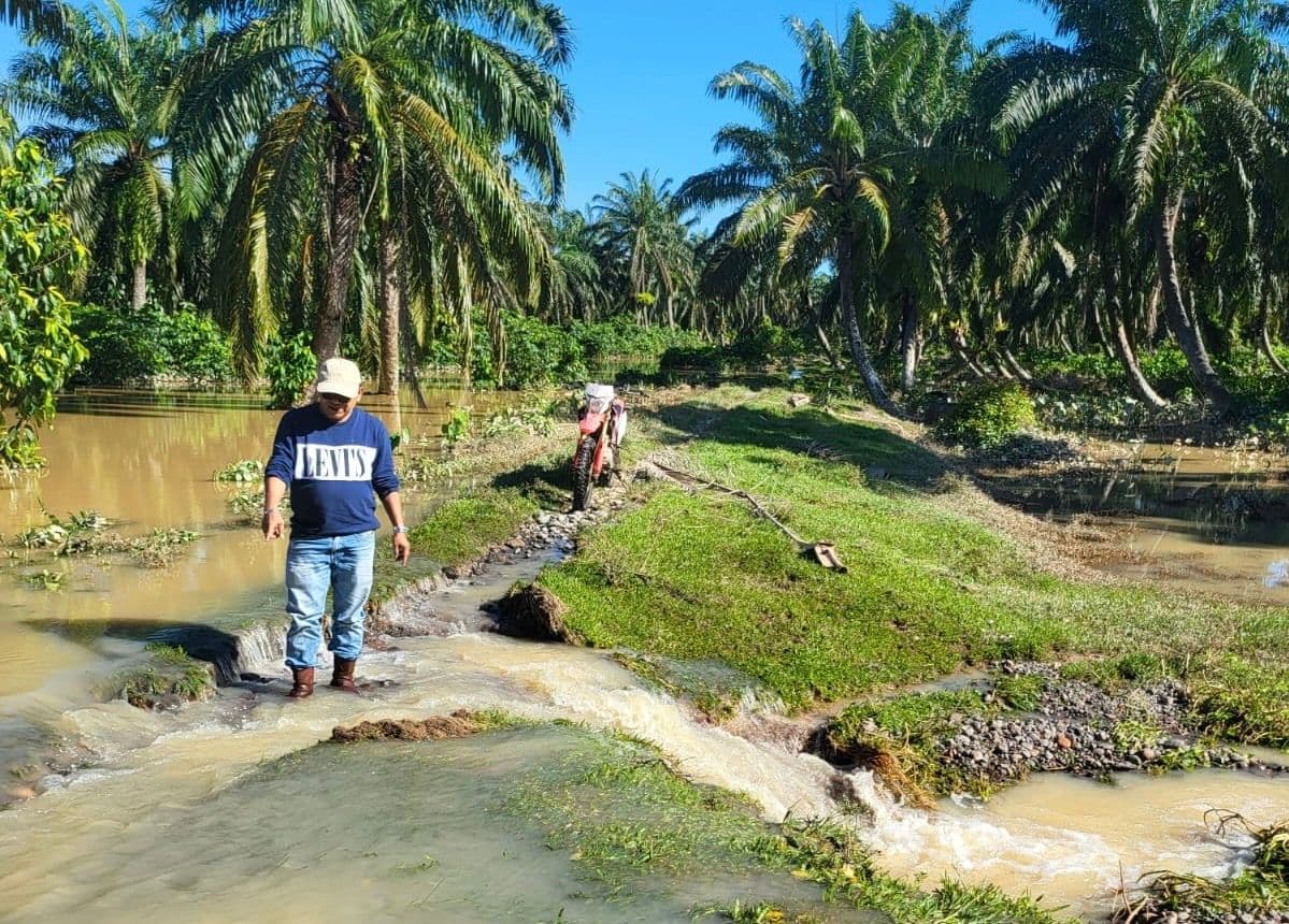 Produktivitas Sawit di Sumbar Turun 30 Persen Pasca Bencana, Petani Terkendala Akses Kebun