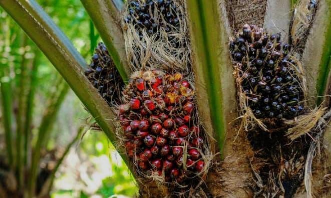 Harga TBS Sawit di Bengkulu Alami Kenaikan untuk Pekan Ini, Lanjutkan Tren Periode Lalu