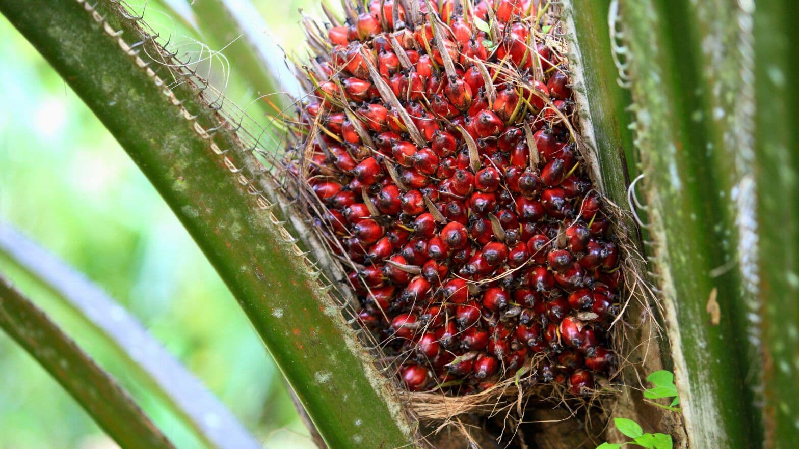Kelapa Sawit: Tanaman Serba Guna dengan Konsep Zero Waste yang Mendukung Ekonomi Hijau