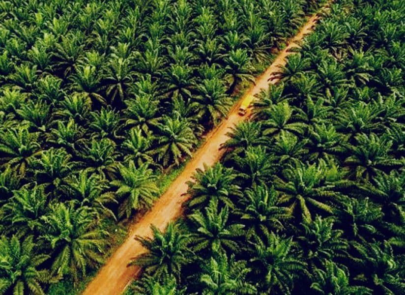 Guru Besar IPB Soroti Peran Sawit: Bukan Hutan, Tapi Penopang Ekonomi Nasional yang Harus Dikelola Bijak