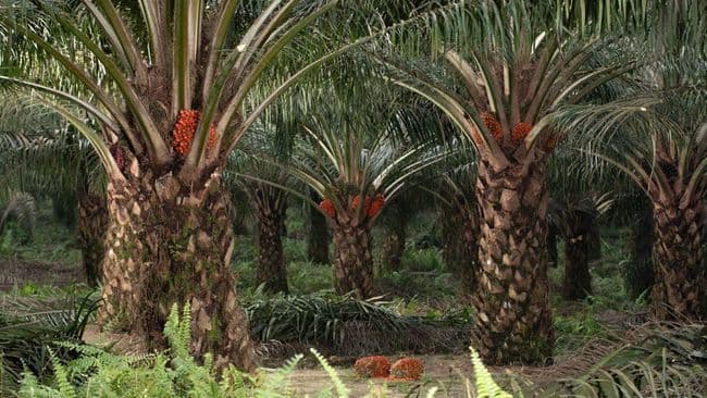 Menolak Sawit Bukan Solusi: Ancaman Deforestasi Global Justru Mengintai