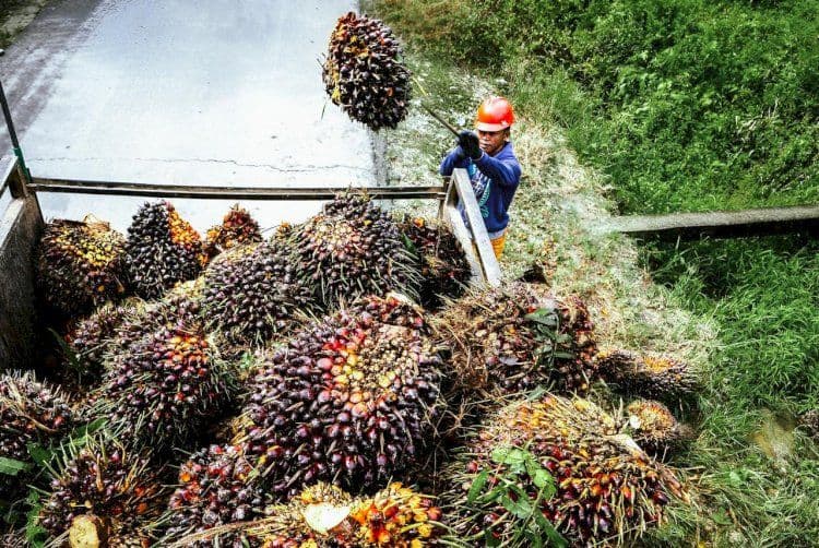 Petani Sawit Minta Kepastian Hukum, Penertiban Kawasan Hutan Dinilai Ancam Iklim Usaha Nasional