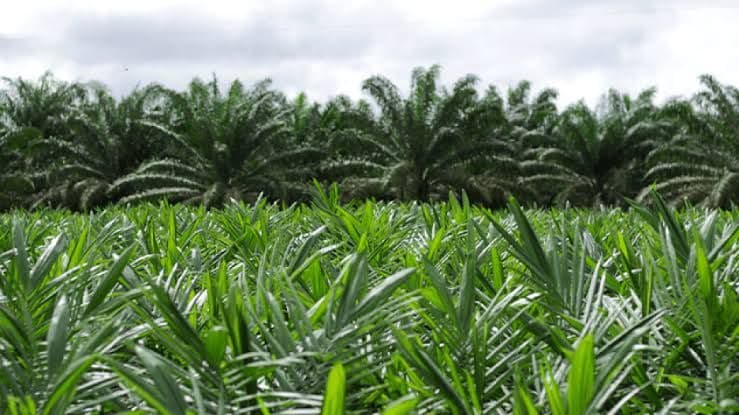 Pemprov Riau Targetkan 11.600 Hektare PSR 2026, Petani Berpeluang Dapat Bantuan Rp60 Juta per Hektare