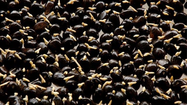 Waspada! Ini Ciri-Ciri Bibit Sawit Palsu yang Harus Diketahui Petani