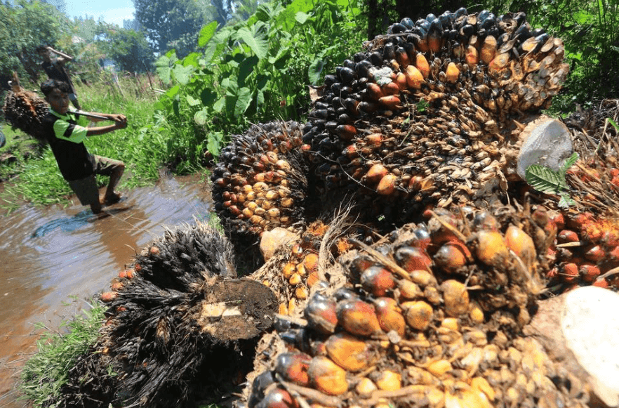ICAO Tetapkan Limbah Cair Sawit Jadi Bahan Baku SAF, Potensi Tembus 2,5 Juta Kiloliter dan Pangkas Emisi 79,6%