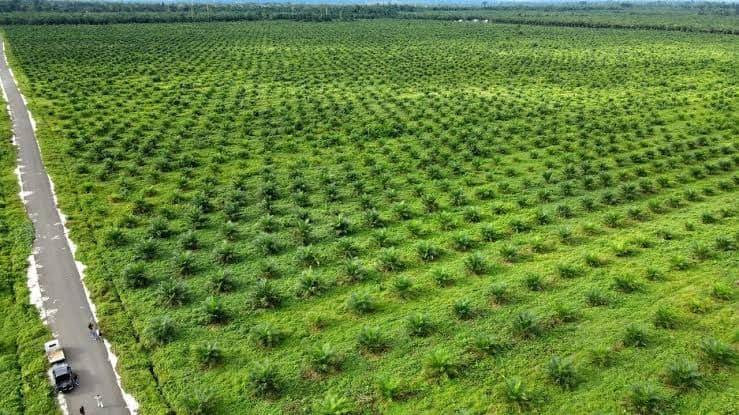 Akademisi Soroti Rencana Pajak Sawit di Riau, Dinilai Abaikan Ilmu Agronomi dan Siklus Biologis Tanaman