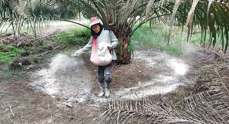 BPDP Dorong Petani Sawit Manfaatkan Program Sarpras untuk Tingkatkan Produktivitas