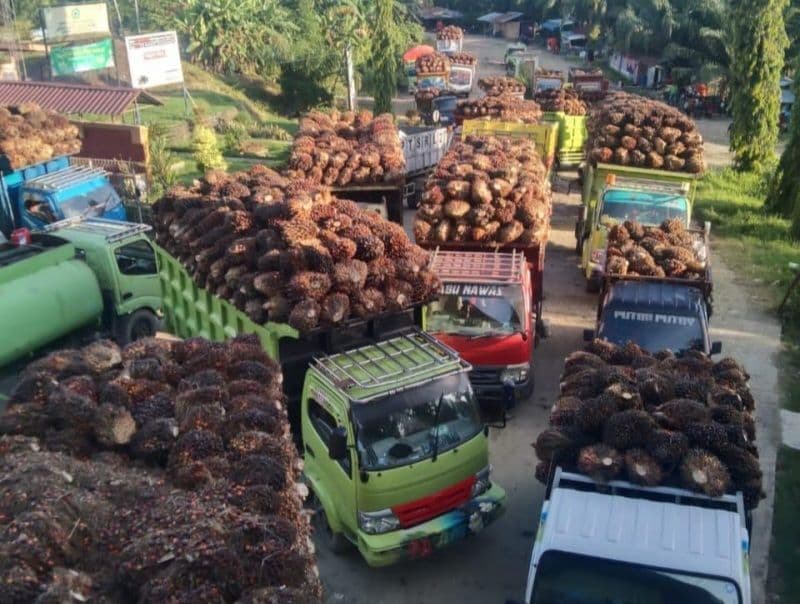 Soroti Anjloknya Harga TBS, Ketua Umum Apkasindo Usulkan Satu Harga Sawit Nasional