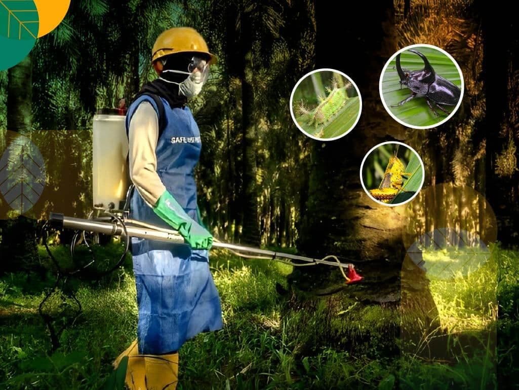 Kenali Hama dan Penyakit Utama Kelapa Sawit, Kunci Menjaga Produktivitas Kebun