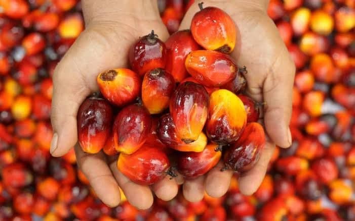 Harga CPO Tembus Level Tertinggi 20 Bulan Terakhir, Ancaman El Nino dan B50 Jadi Sorotan