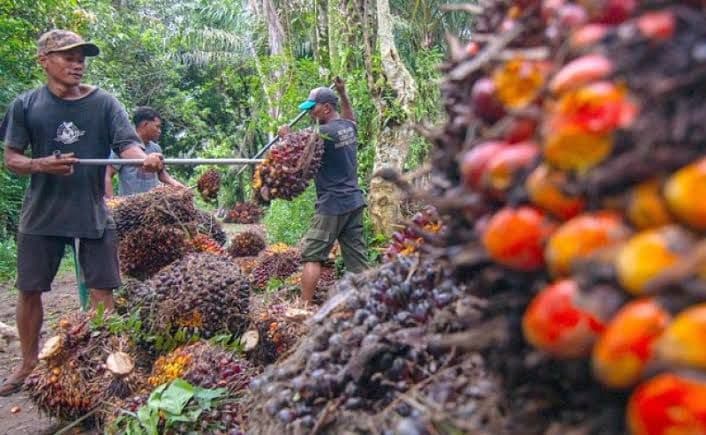 Harga CPO Indonesia Naik, KPBN Capai Rp16.025 per Kg pada Awal September