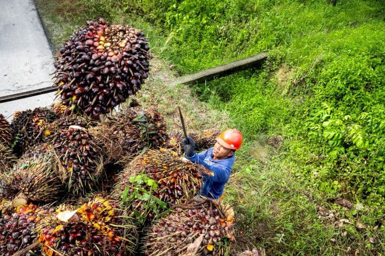DBH Sawit 2027 Naik Tajam, Kemenkeu Usulkan Pagu Minimal Rp600 Juta
