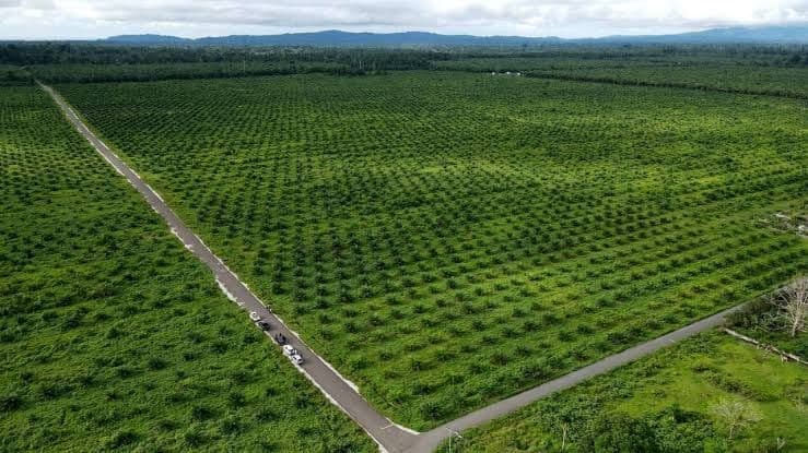 Sektor Sawit Diproyeksi Makin Berkilau pada 2027, El Niño dan B50 Jadi Katalis Harga CPO