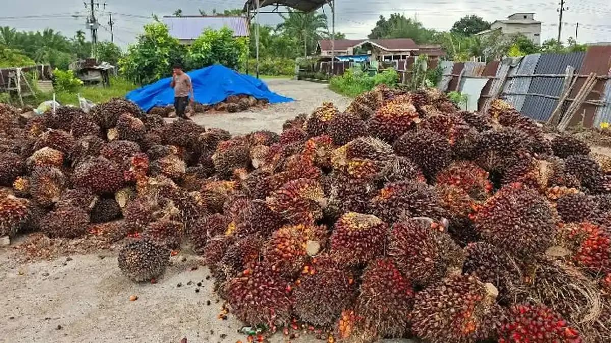 Harga TBS Bangka Belitung Masih Stabil, El Niño Mulai Bayangi Krisis Buah Sawit