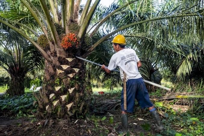Hadapi Aturan EUDR, Indonesia Perkuat SI-ISPO untuk Tingkatkan Ketertelusuran Sawit