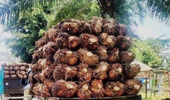 Sawit Indonesia Kuasai 38 Persen Pasar Arab Saudi, BPS Nilai Peluang Ekspor Masih Terbuka Lebar