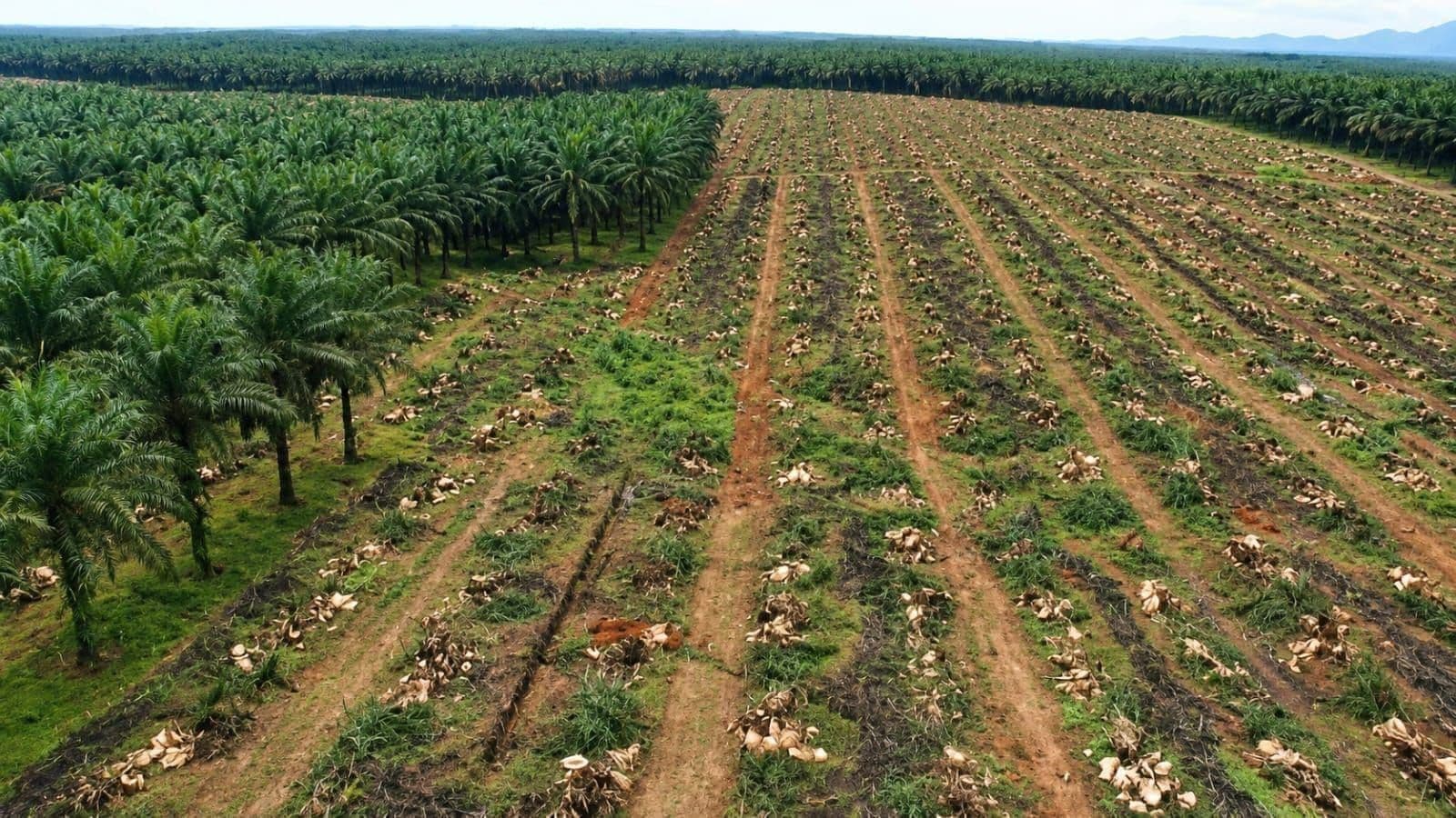 Legalitas Lahan Masih Jadi Batu Sandungan PSR, GAPKI: Banyak Petani Belum Punya Bukti Kepemilikan yang Sah
