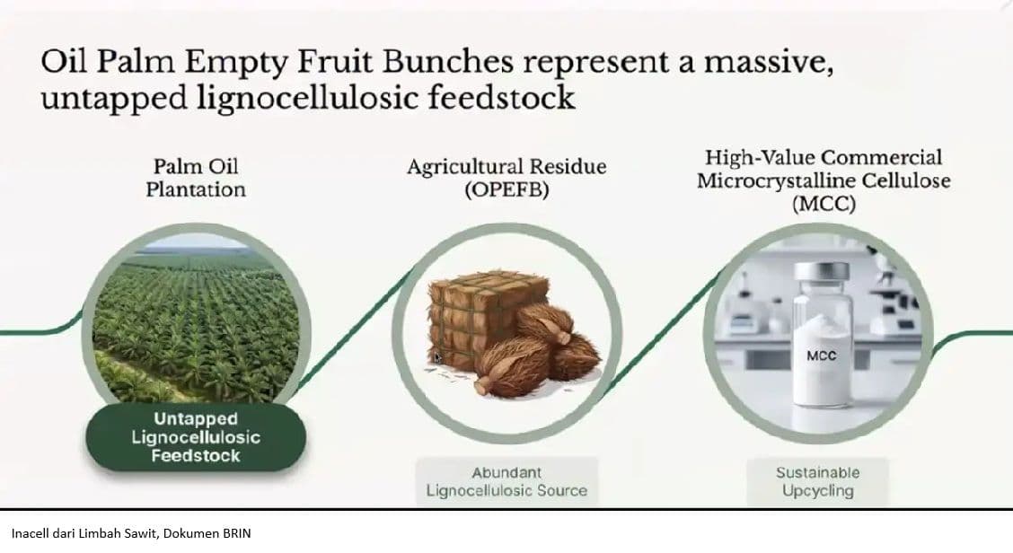 BRIN Ciptakan Inacell dari Limbah Sawit Jadi  Bernilai Tinggi