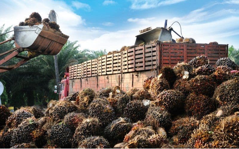 DBH Sawit dan Kehutanan di Kuansing Anjlok Tiga Tahun Beruntun, Padahal Penghasil Sawit Besar