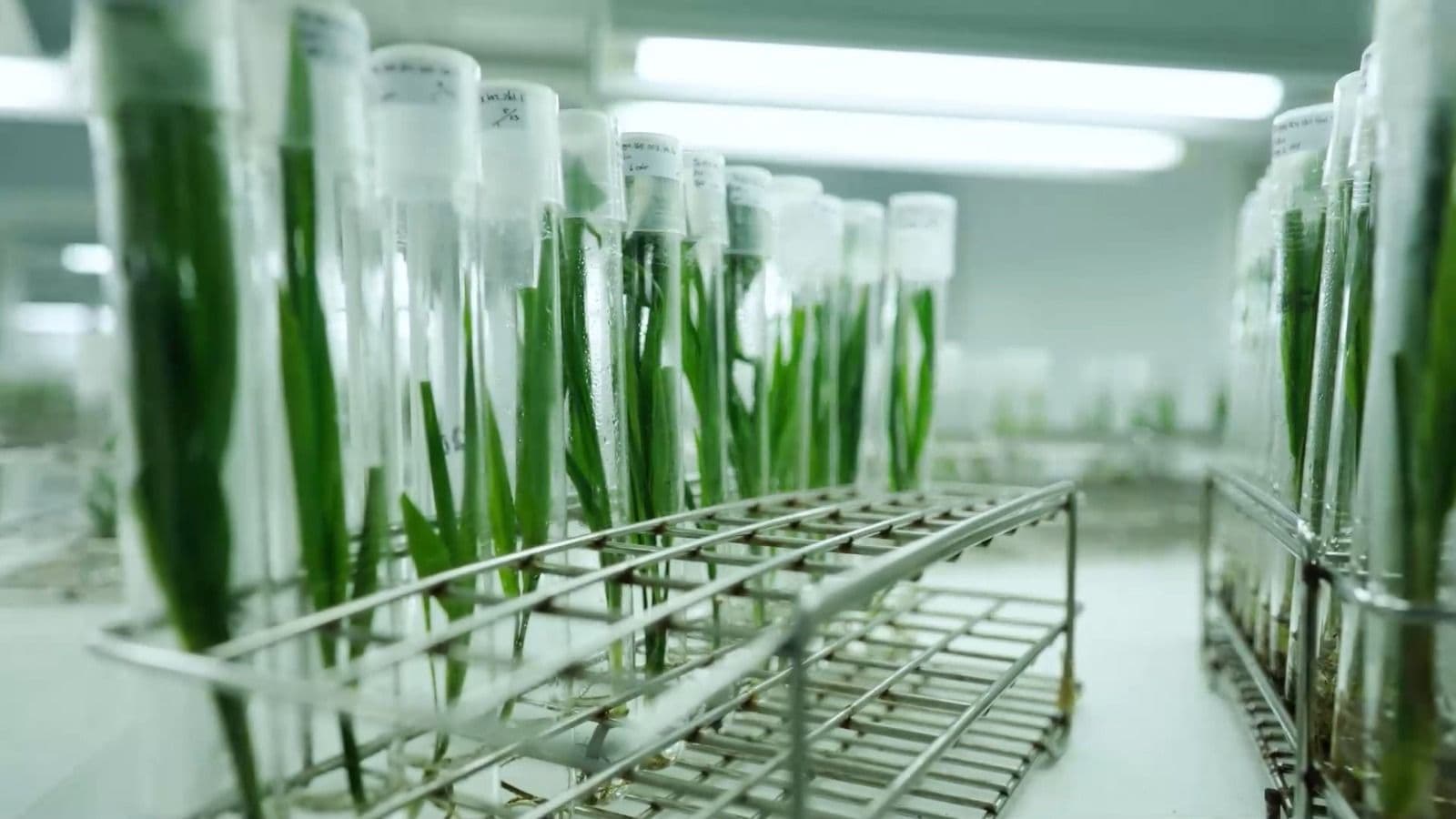 Teknologi dan Riset Terpadu Perkuat Produktivitas dan Keberlanjutan Sawit Astra Agro 