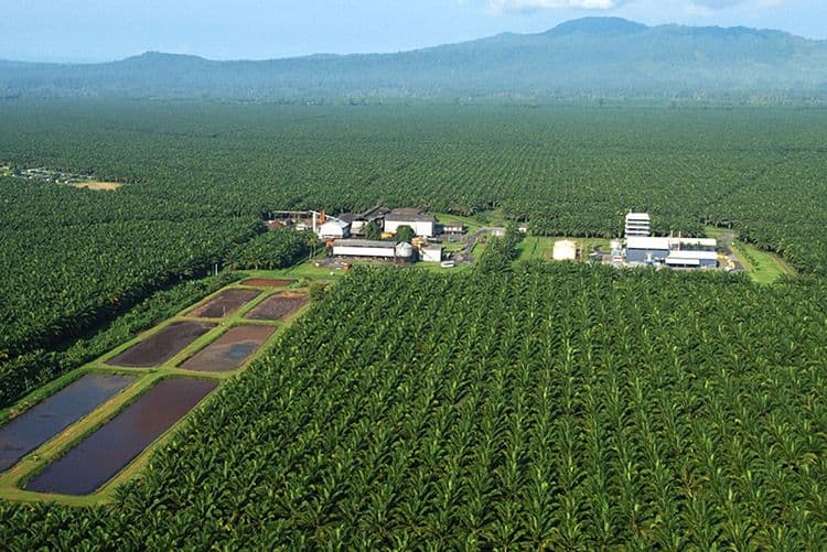 Narasi Sawit Dituding Perusak Lingkungan Dinilai Menyesatkan: Masalahnya Tata Kelola, Bukan Komoditas