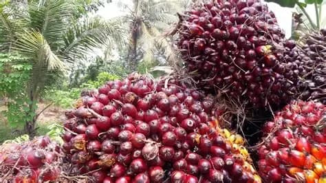 Harga TBS Sawit Sumut Minggu Ini Turun hingga Rp116 per Kg