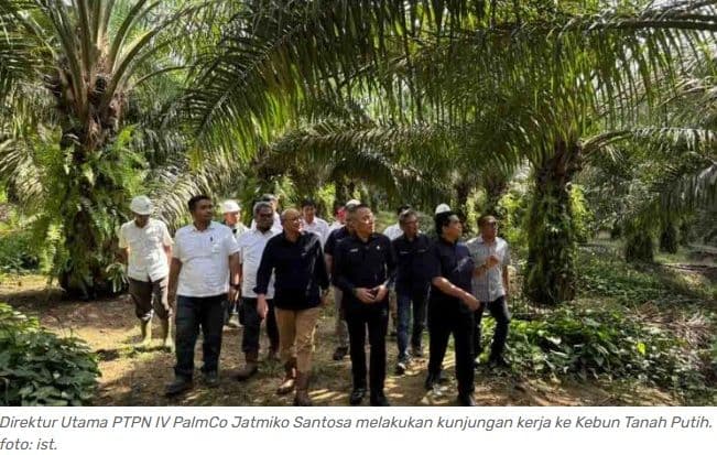 Produksi TBS PTPN IV Regional III Riau Tahun 2025 Tumbuh 5,4%