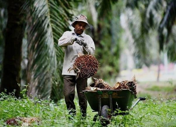 Tak Hanya Sejahterakan Petani, Kelapa Sawit Jadi Katalisator Pembangunan Desa di Seluruh Pelosok Indonesia 