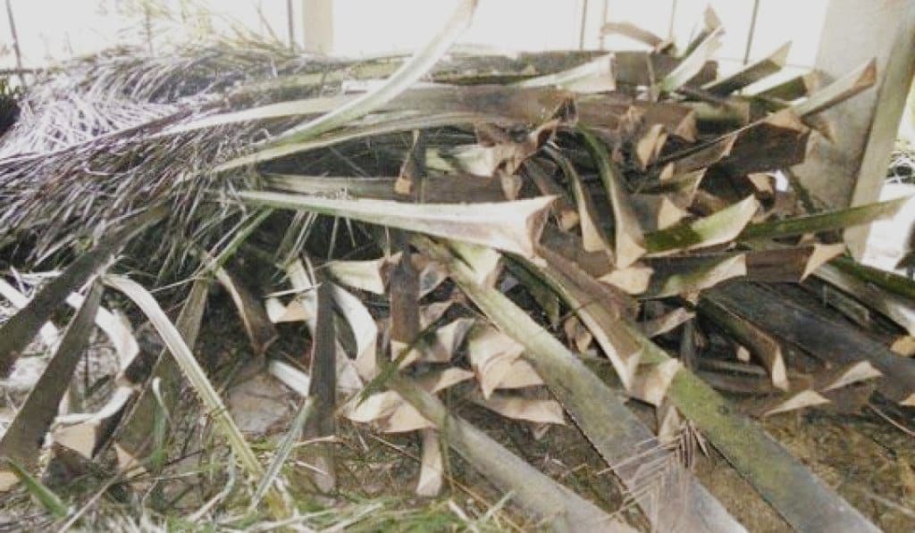 BRIN Kembangkan Teknologi Termokimia untuk Ubah Pelepah Sawit Jadi Bahan Bakar dan Kimia Berkelanjutan