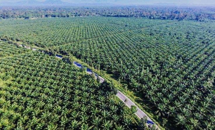 Kelapa Sawit Paling Efisien Lahan dalam Industri Minyak Nabati Global