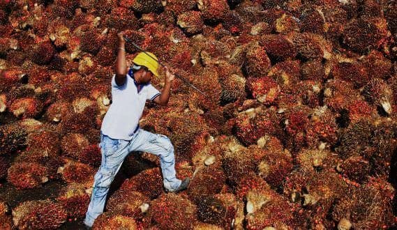 Bukan Sekadar Komoditas, Sawit Jadi Penyangga Ketahanan Nasional Indonesia