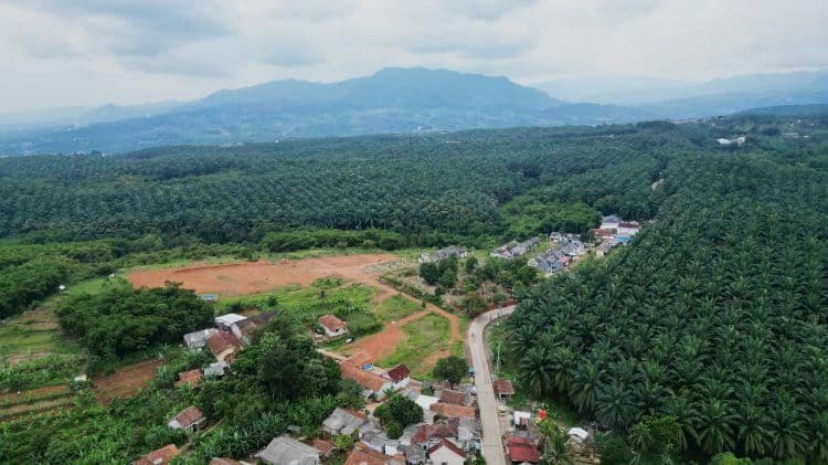 Bukan Ekspansi Baru, Perkebunan Sawit Bogor Ternyata Warisan Era Kolonial