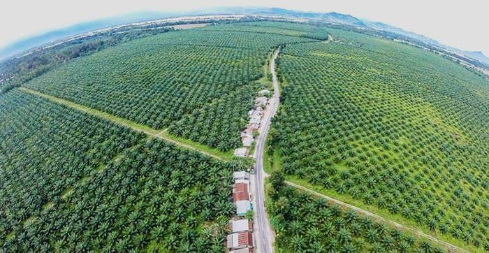 DHE SDA Wajib di Himbara Mulai 2026, Sawit Watch Ingatkan Risiko ke Petani Kecil
